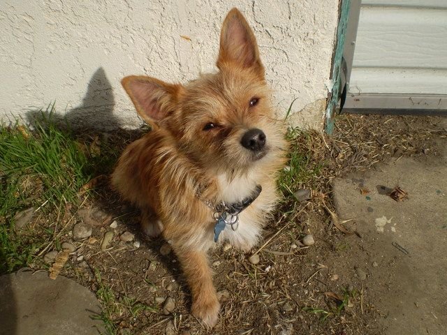 Cairn Terrier Chihuahua Mix Pictures